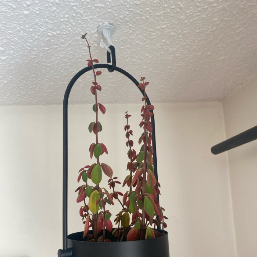 Photo of the plant species Peperomia rubella by @CompleteEncina named Gobi on Greg, the plant care app