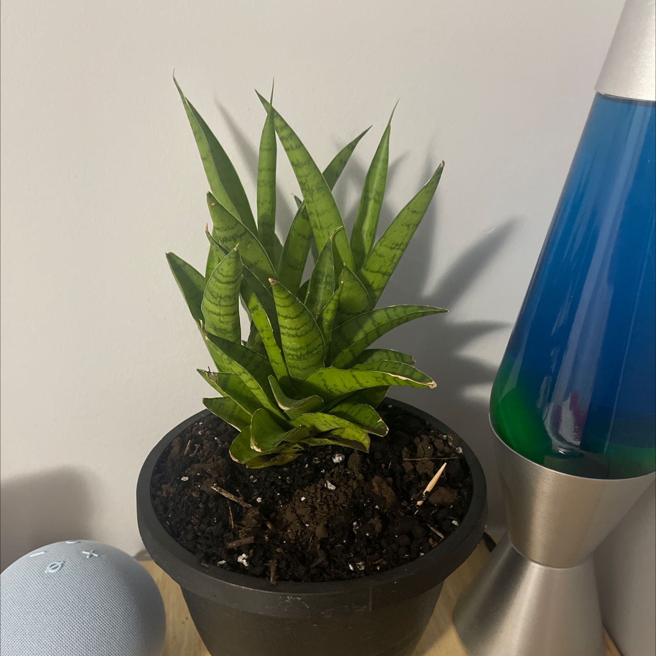 Photo of the plant species Tough Lady Snake Plant by @DominantRhubarb named Khaleesi on Greg, the plant care app