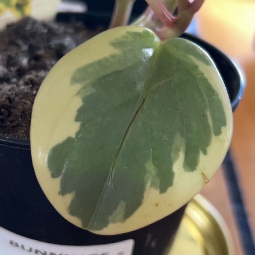 Photo of the plant species Peperomia obtipan by @EagerBismarckia named Salt on Greg, the plant care app