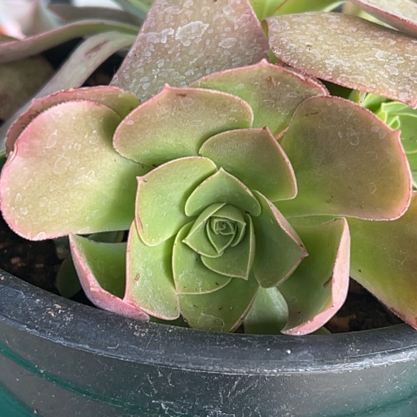 Photo of the plant species Aeonium urbicum 'Dinner Plate' by @YiftXyanoxantha named Tolkien on Greg, the plant care app