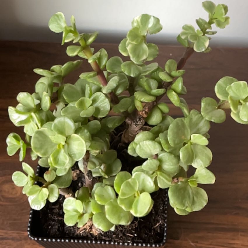 Photo of the plant species Portulacaria afra 'Manny' by @DeanDollartree named Osmo on Greg, the plant care app