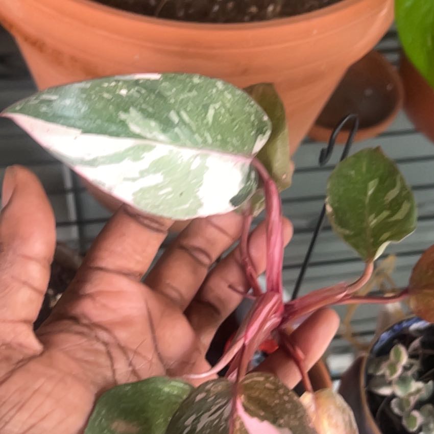 Photo of the plant species Marble Pink Princess Philodronden by @MurrdaGotGreens named Gaga on Greg, the plant care app