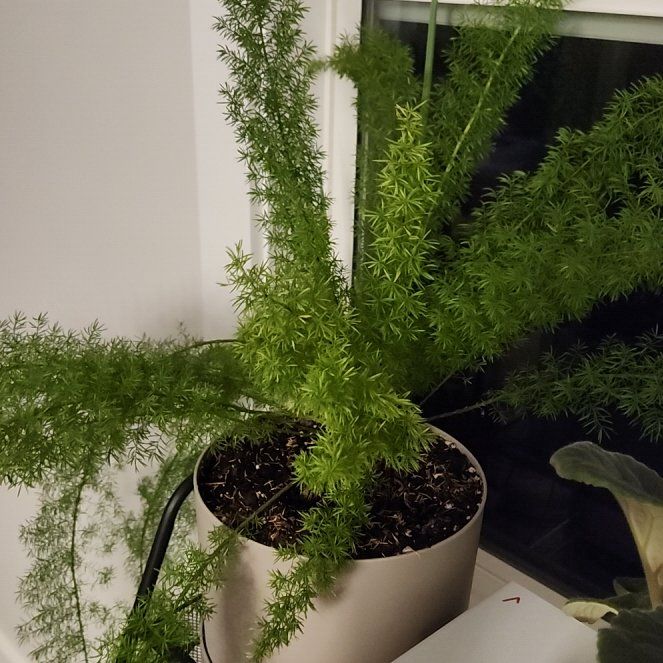 Photo of the plant species Meyers Foxtail Asparagus Fern by @BossAmianthium named Drake on Greg, the plant care app