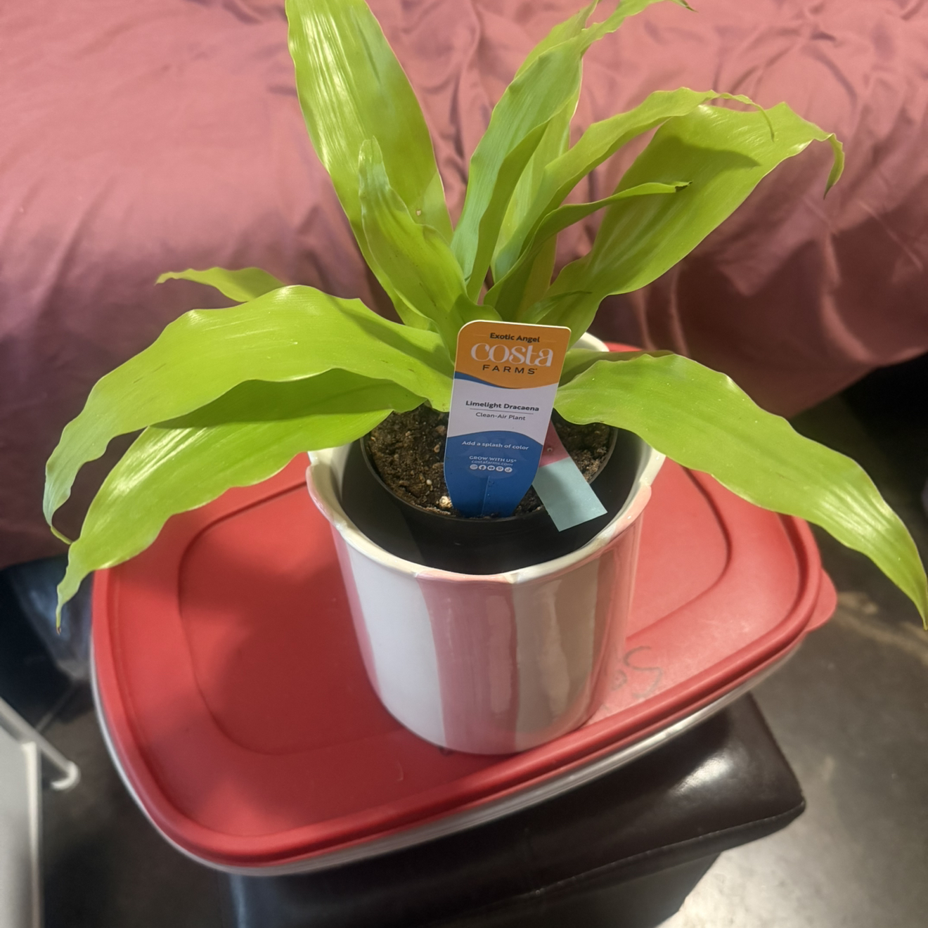 Photo of the plant species Happy Plant by @QuixoticCoconut named Fernie Mercury on Greg, the plant care app