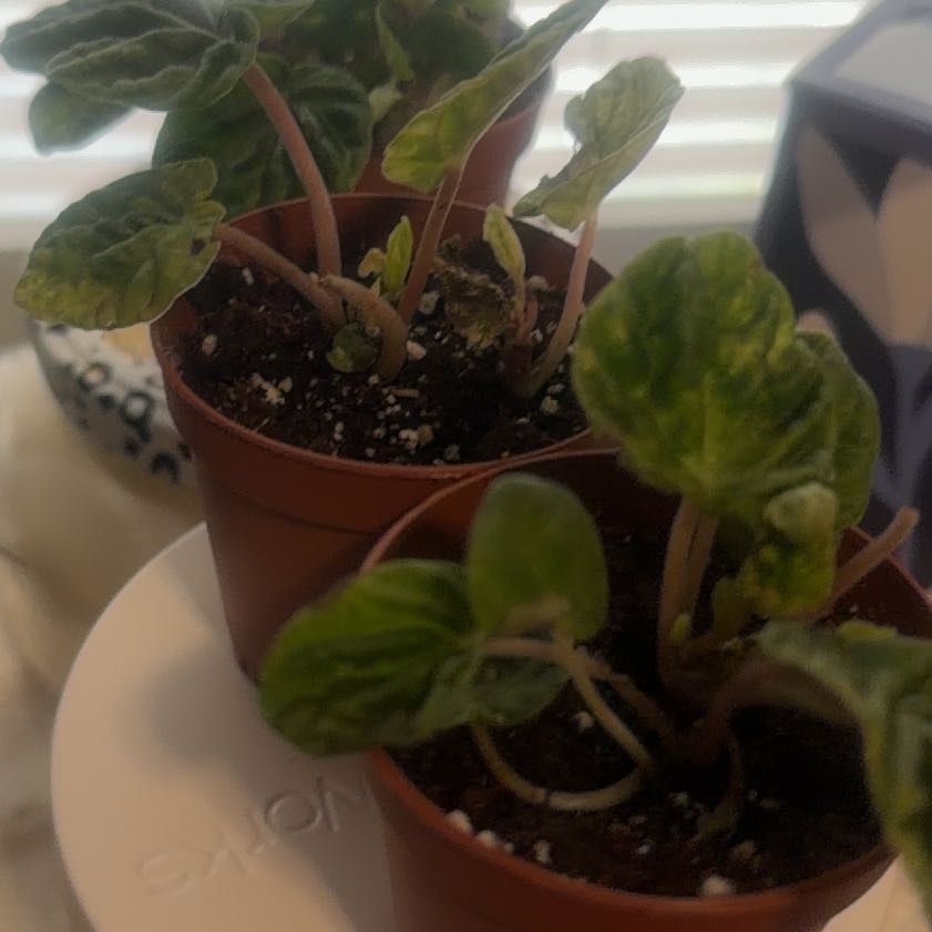 Photo of the plant species Quito by @QuixoticCoconut named Duke on Greg, the plant care app