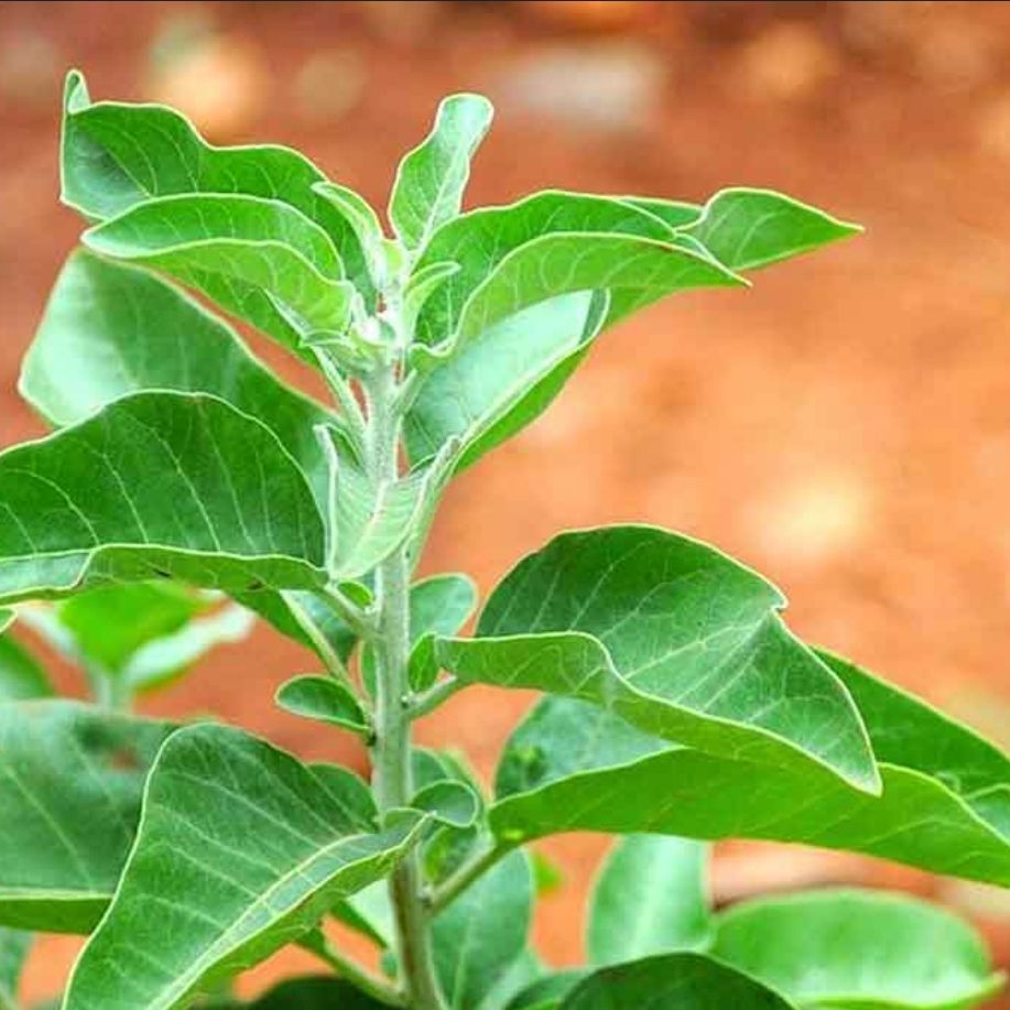Photo of the plant species Ashwagandha by @MeekPlumpaisley named Ash on Greg, the plant care app