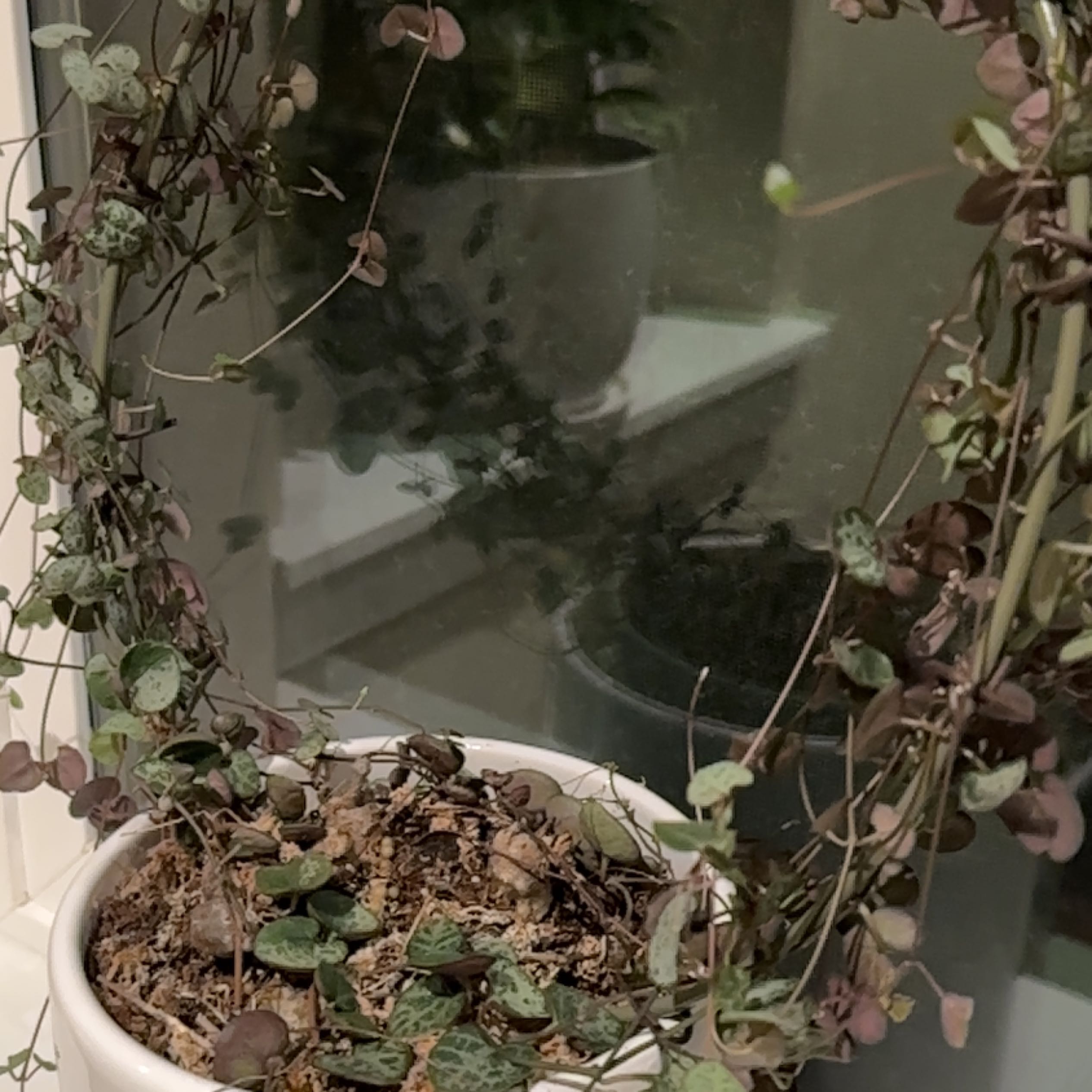 String of Hearts plant in a white pot with trailing vines and some discolored leaves.