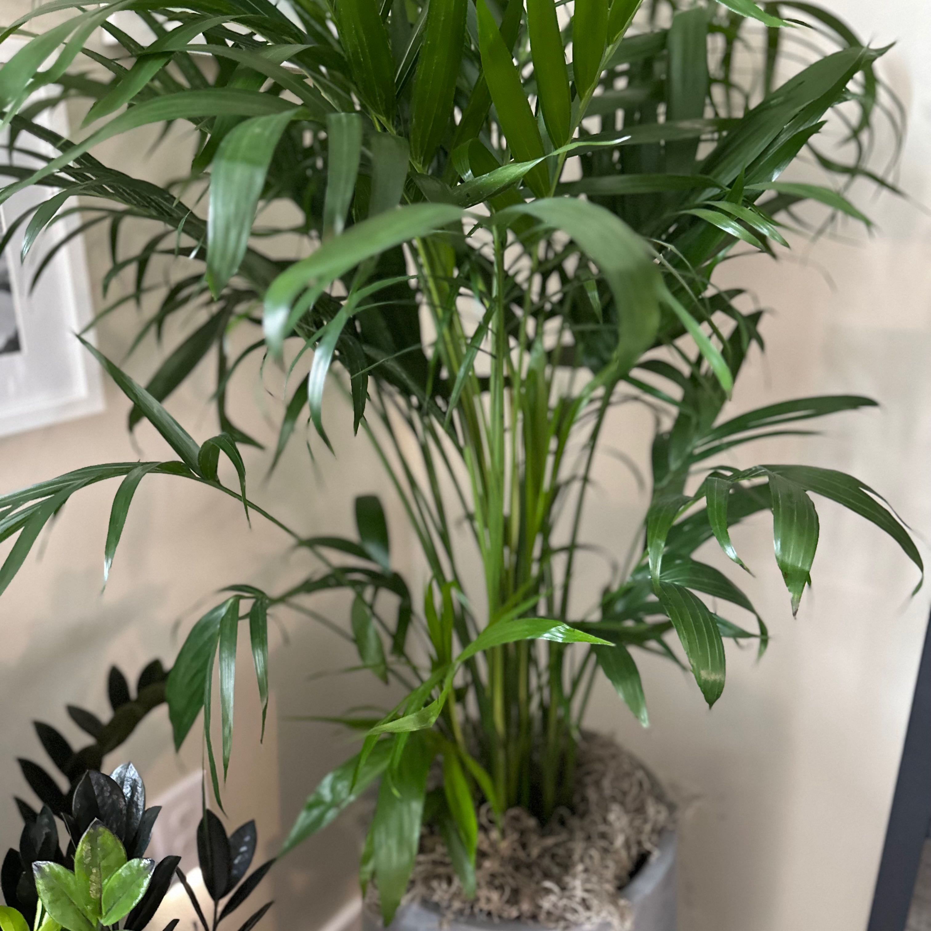 Healthy Kentia palm with long arching green fronds growing in a white pot, no signs of disease or discoloration.