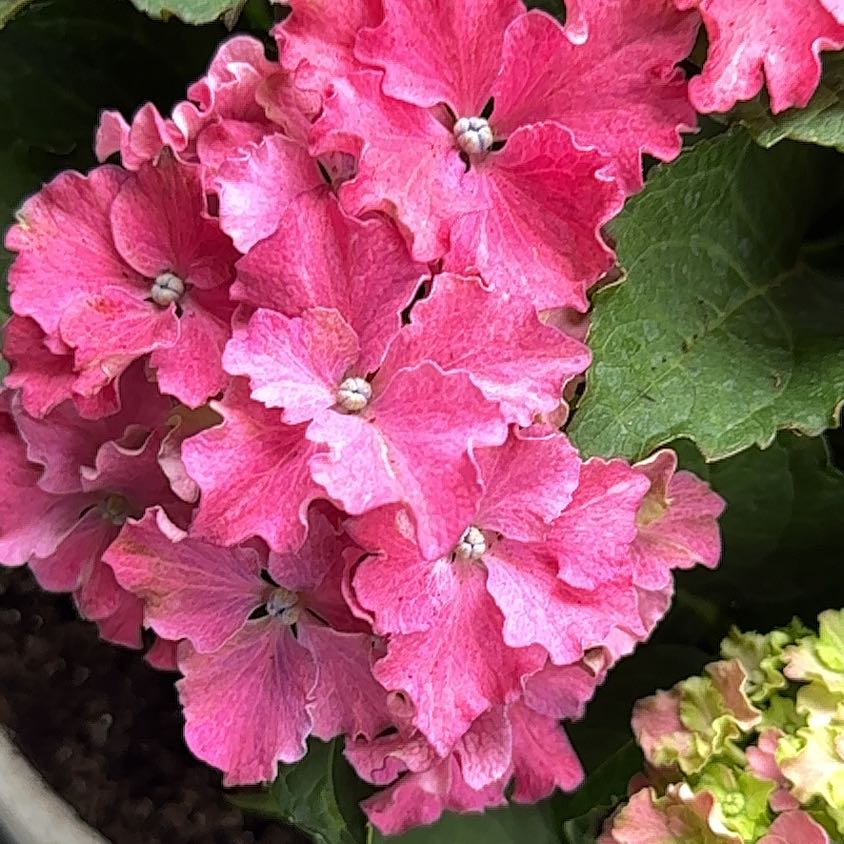 French Hydrangea with vibrant pink flowers and healthy green leaves.