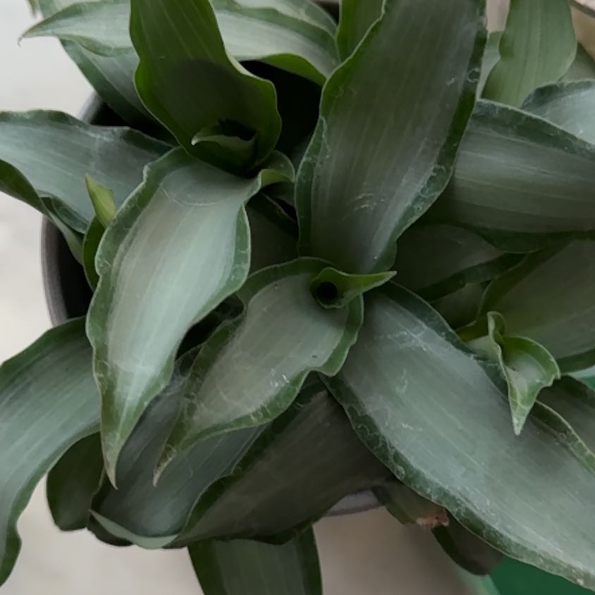 Image of a healthy Basket Plant with green leaves.