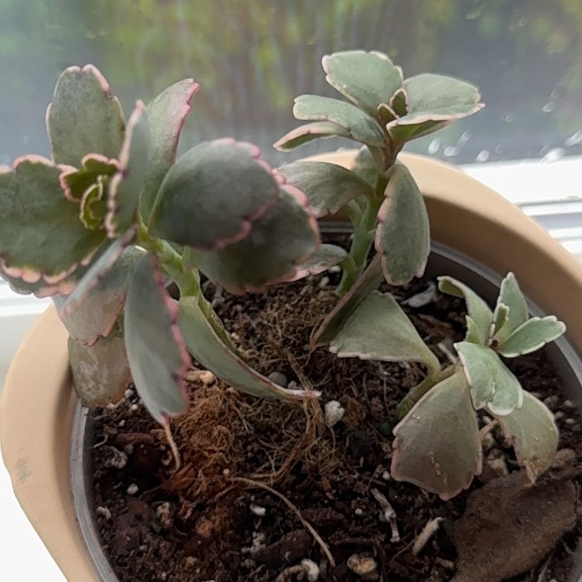 Potted Lavender Scallops plant with pink-edged leaves, visible soil.