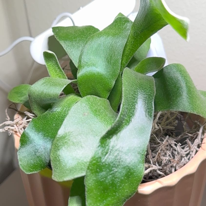 Healthy Elkhorn Fern with vibrant green leaves in a pot.