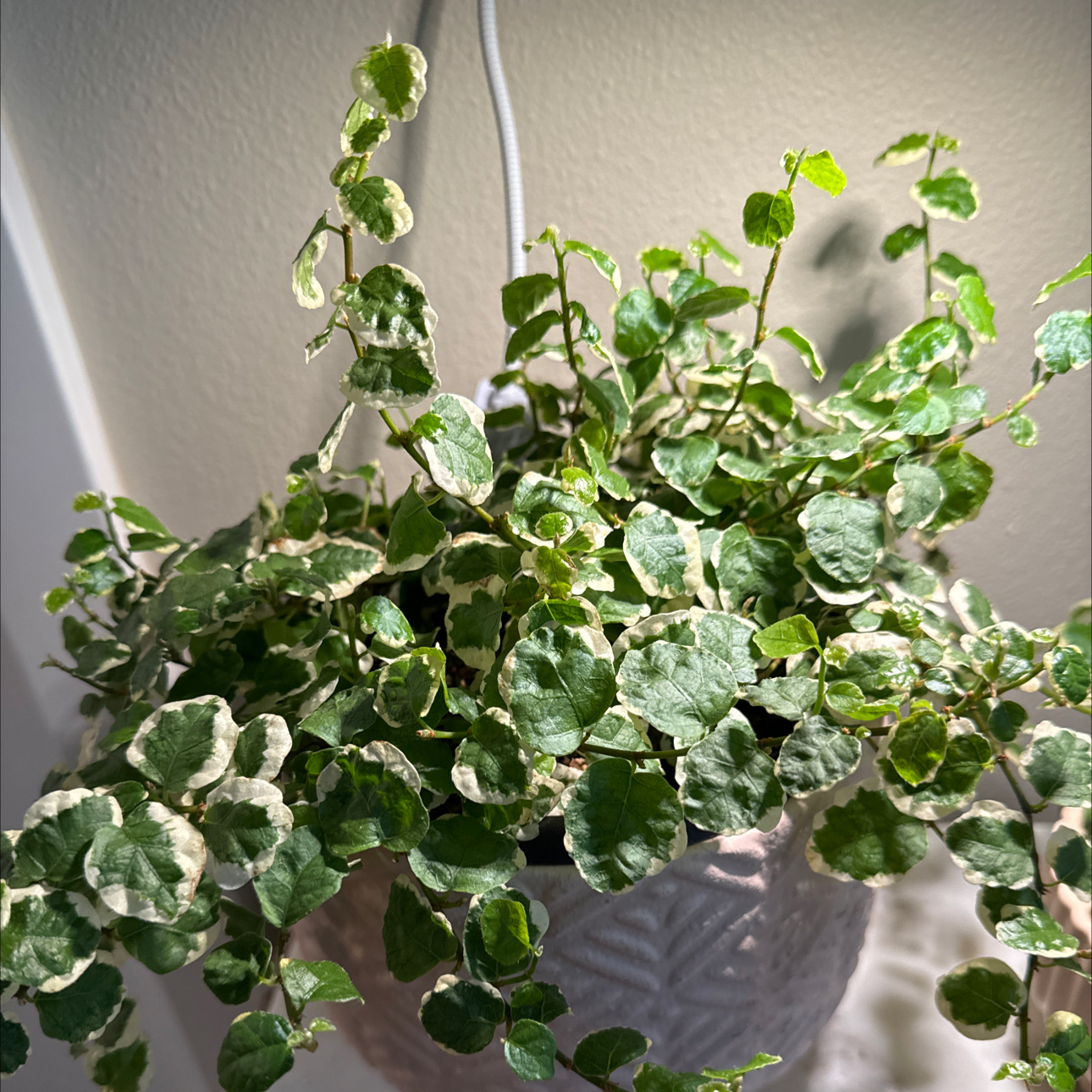 Lush, healthy creeping fig plant with glossy variegated leaves cascading from a hanging basket, no visible issues