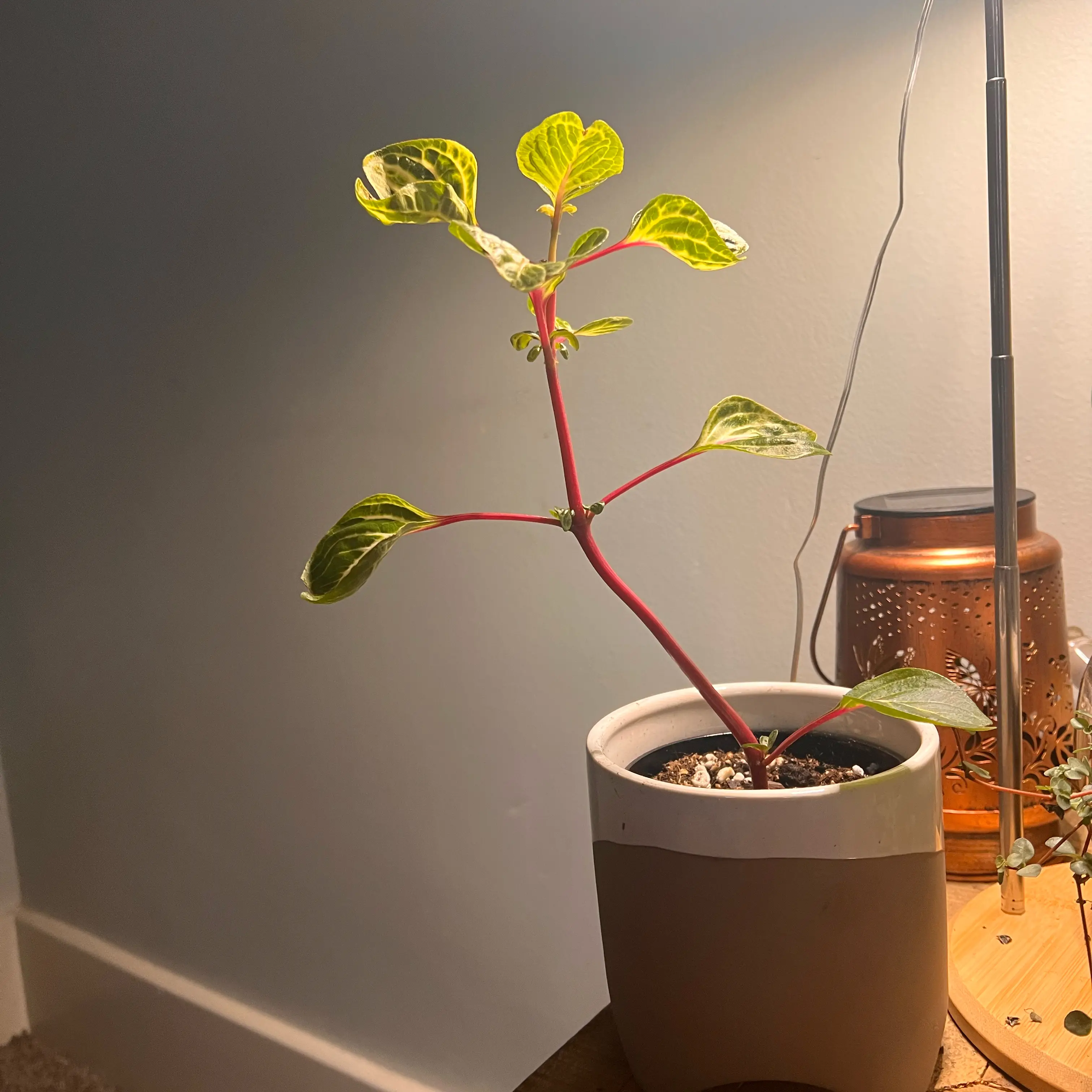 Photo of the plant species Rich Gold Star by @LovablyChollipo named Stretch on Greg, the plant care app