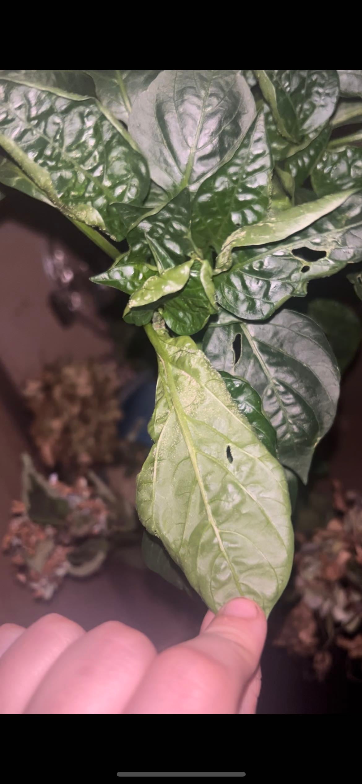 Caribbean Red Pepper Plant Care Water, Light, Nutrients Greg App 🌱