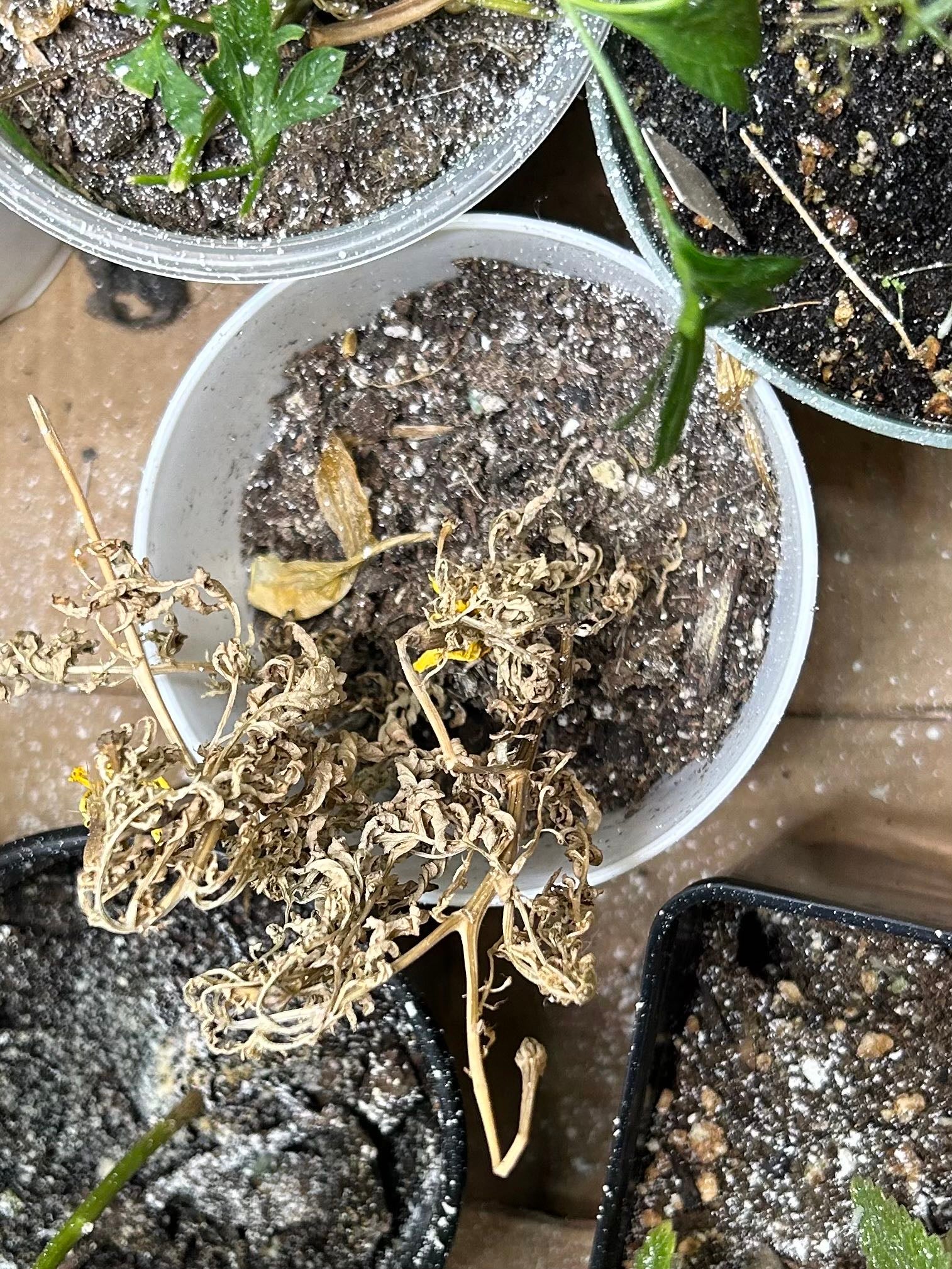 Best African Marigold Varieties