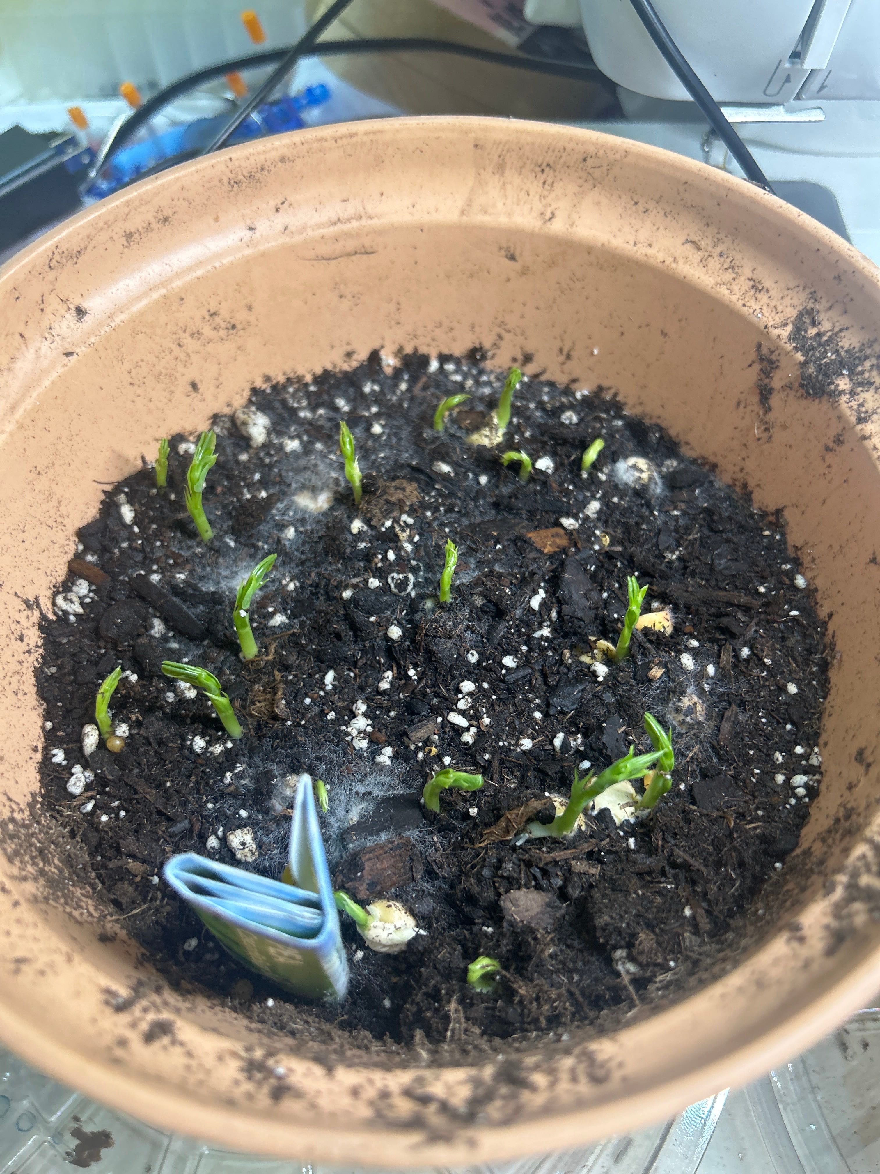 🥳 Pea Plant Roots 101