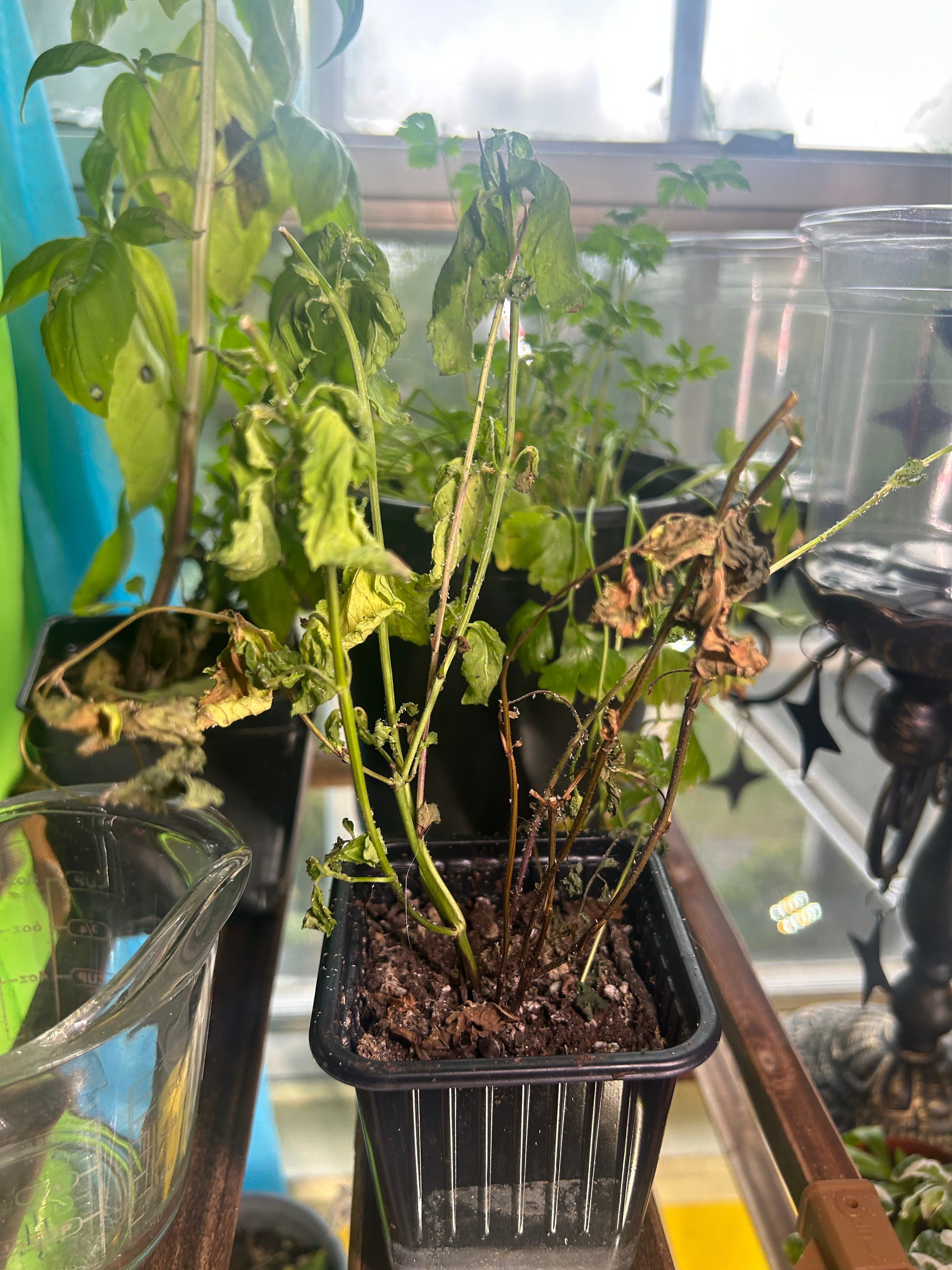 🌱 StepbyStep Guide for When to Plant Corsican Mint