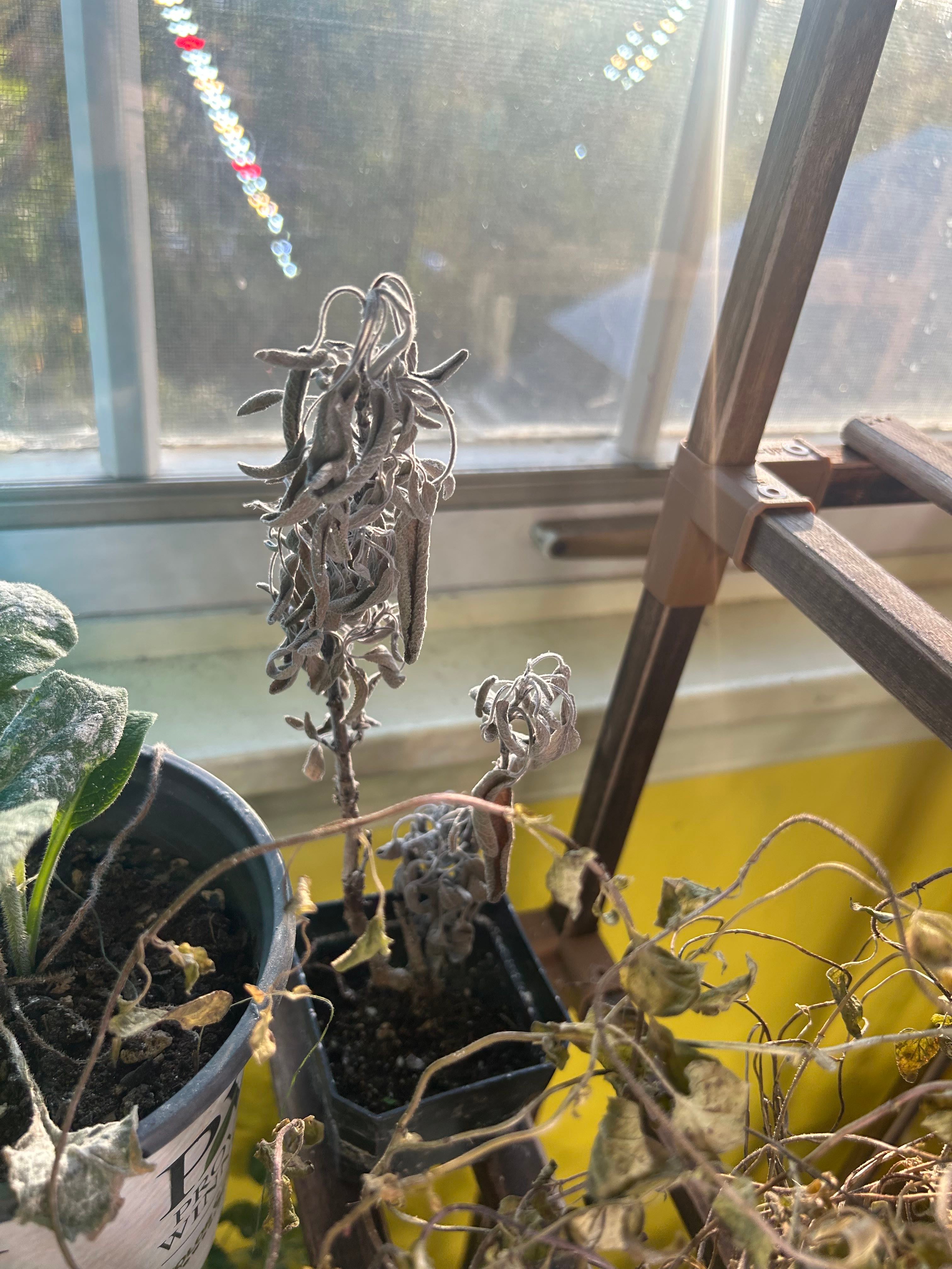 Mirage Cherry Red Salvia Is Safe for Cats 🐱