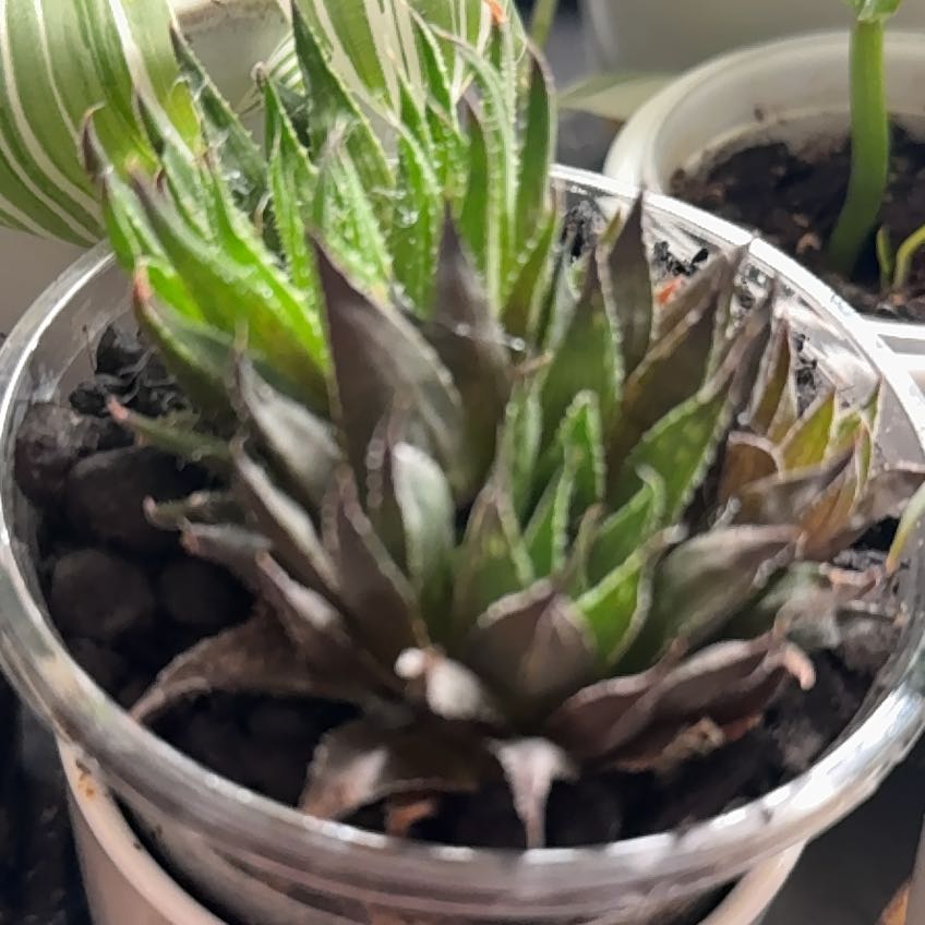 Photo of the plant species Haworthia marumiana by @AKelly1224 named Nathaniel Hawthorne on Greg, the plant care app