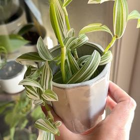 Photo of the plant species Tradescantia 'White Zebra' by @AKelly1224 named Leonardo on Greg, the plant care app