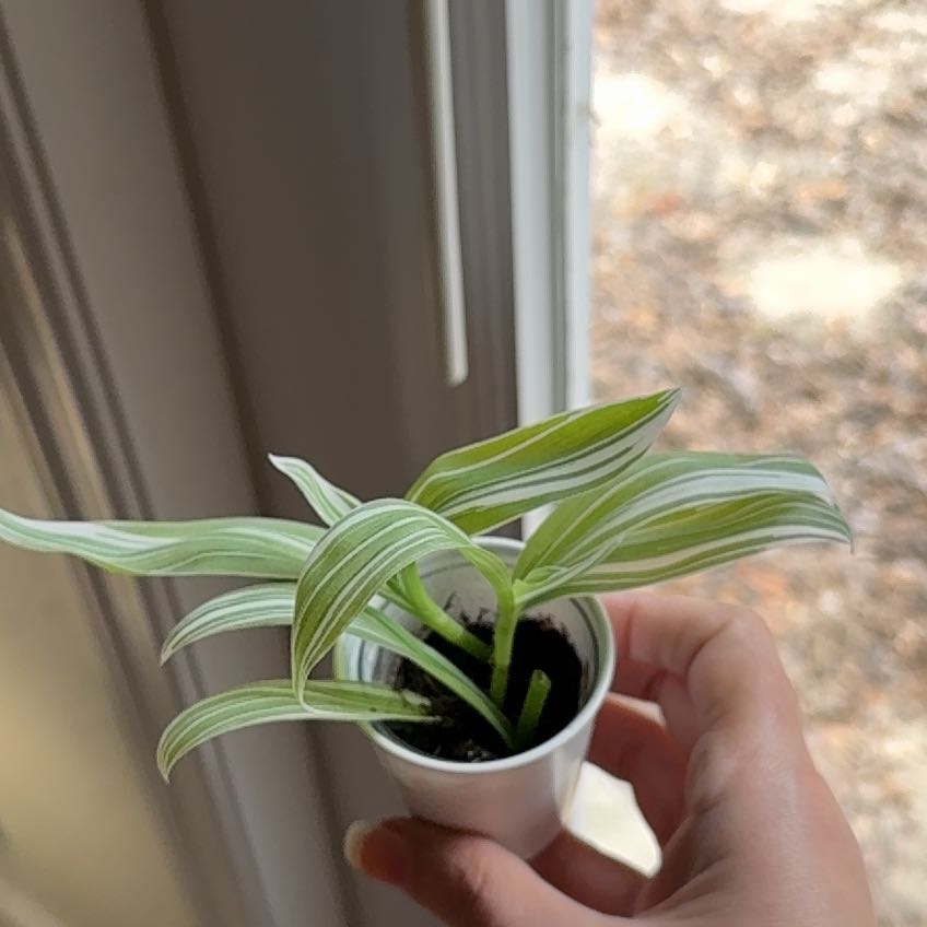 Photo of the plant species Tradescantia 'White Zebra' by @AKelly1224 named ChloroPhil on Greg, the plant care app