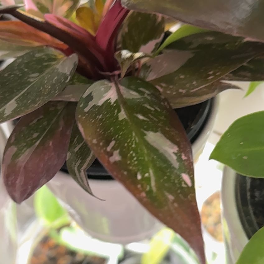 Photo of the plant species pink princess marble galaxy by @AKelly1224 named Pinky Tuscadero on Greg, the plant care app