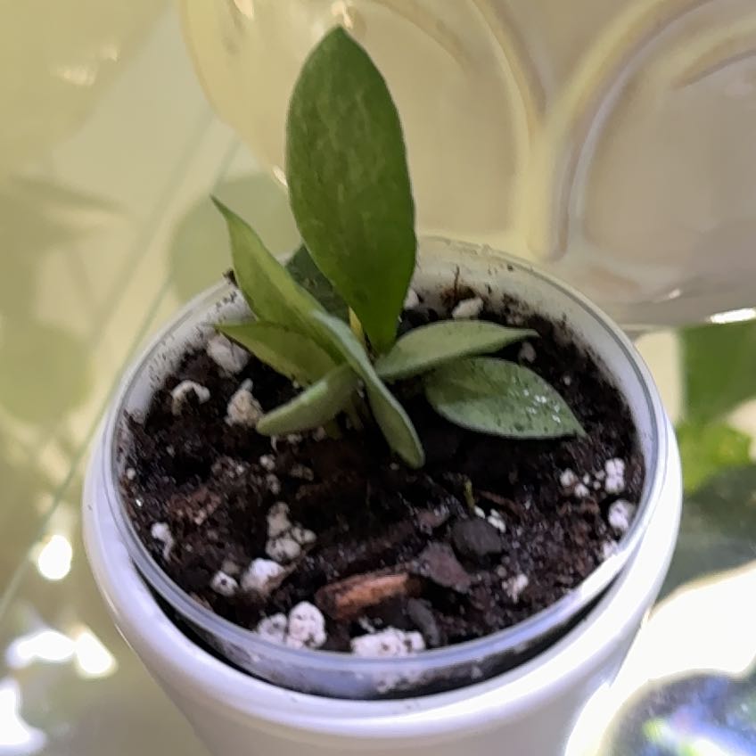 Photo of the plant species Hoya Lacunosa Silver by @AKelly1224 named Sanders on Greg, the plant care app