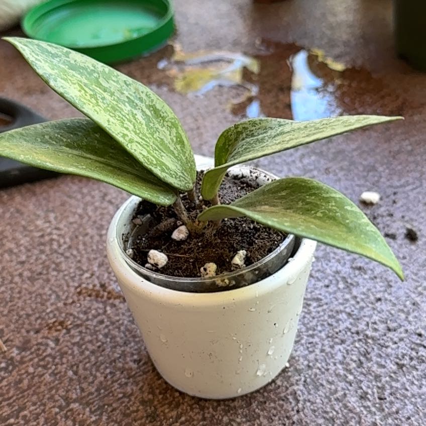 Photo of the plant species Hoya Rangsan by @AKelly1224 named Rangoon on Greg, the plant care app