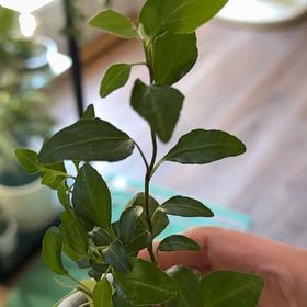 Photo of the plant species Tiger Bark Ficus by @AKelly1224 named Sahara on Greg, the plant care app