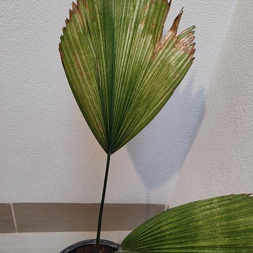 Photo of the plant species Elegant Fan Palm by @licuadora named McKinley on Greg, the plant care app