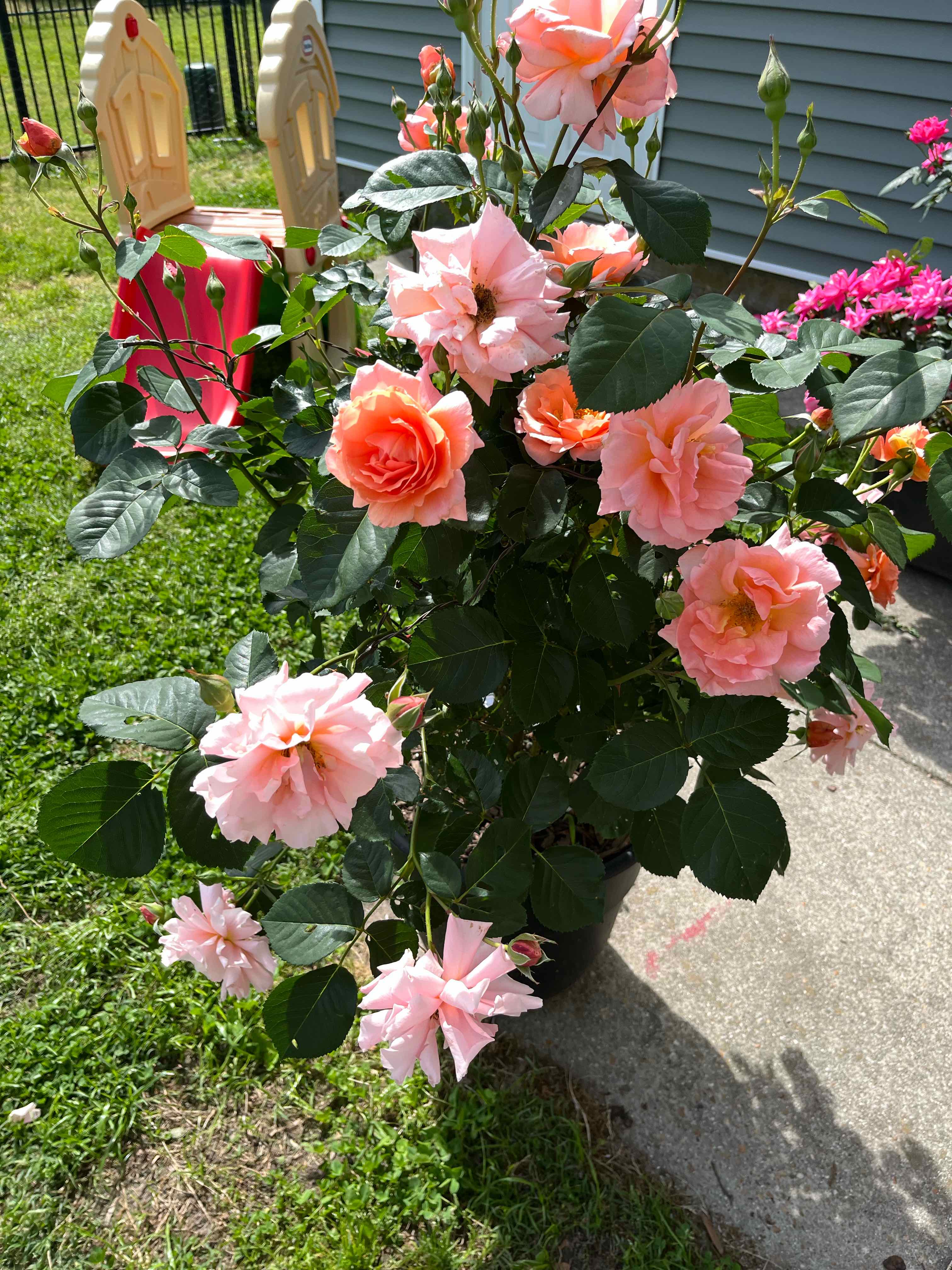 Photo of the plant species Grandiflora Rose by @LovelySummer named Mother of Pearl on Greg, the plant care app