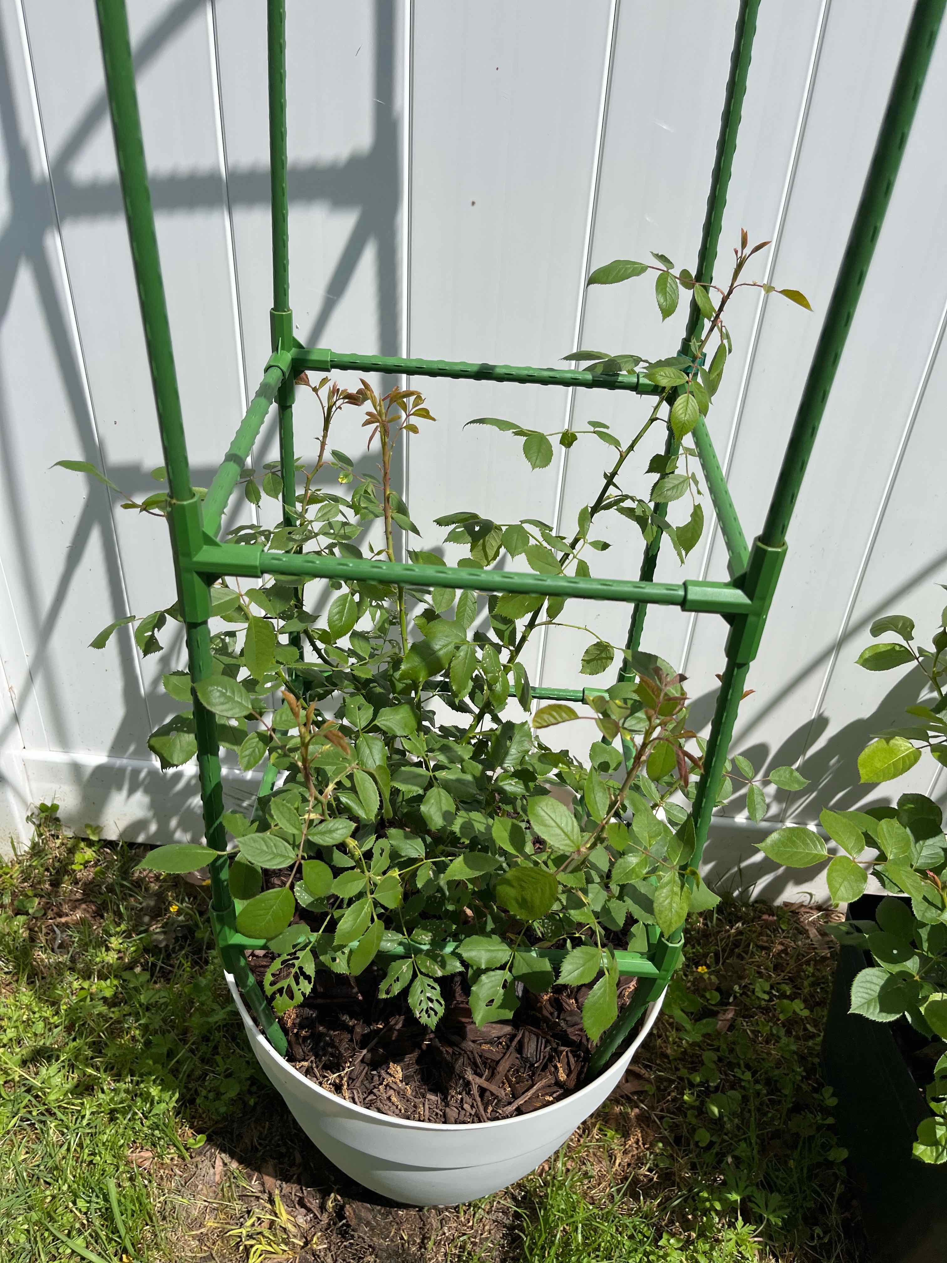 Photo of the plant species Blaze Climbing Rose by @LovelySummer named CL Blaze Climbing Rose on Greg, the plant care app