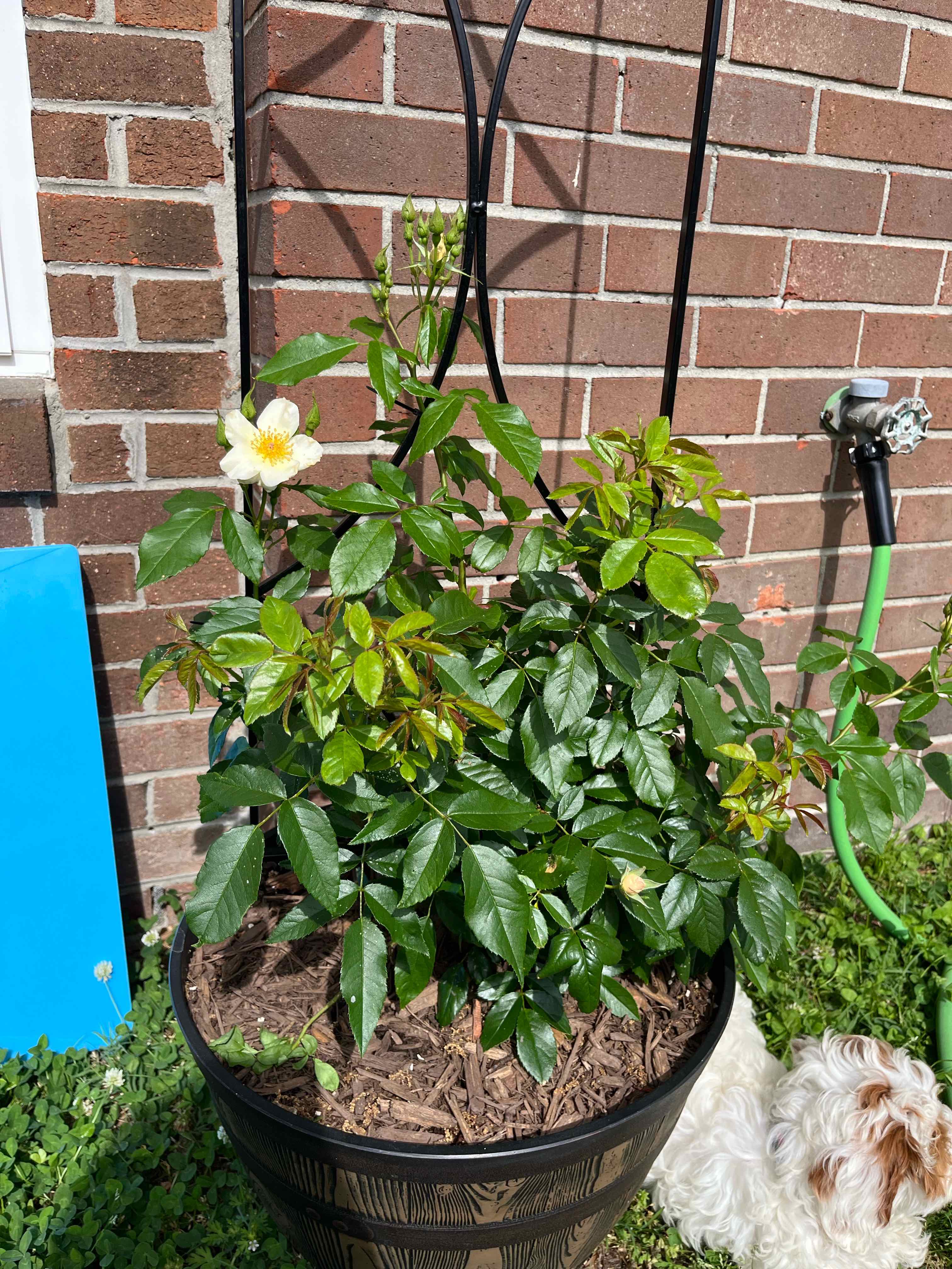 Photo of the plant species Sally Holmes Rose by @LovelySummer named Denali on Greg, the plant care app