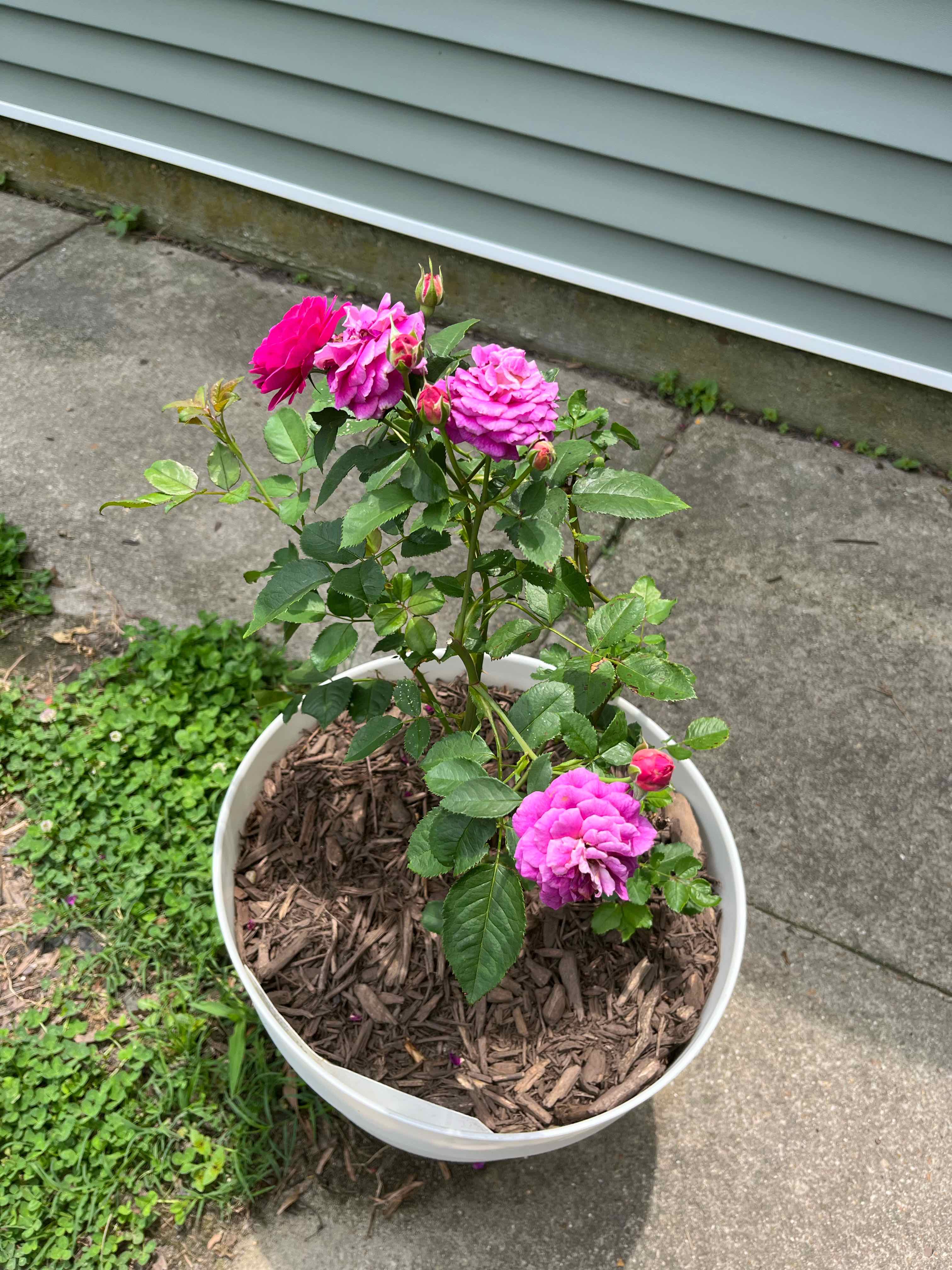 Photo of the plant species Ebb Tide Rose by @LovelySummer named Ebb Tide on Greg, the plant care app