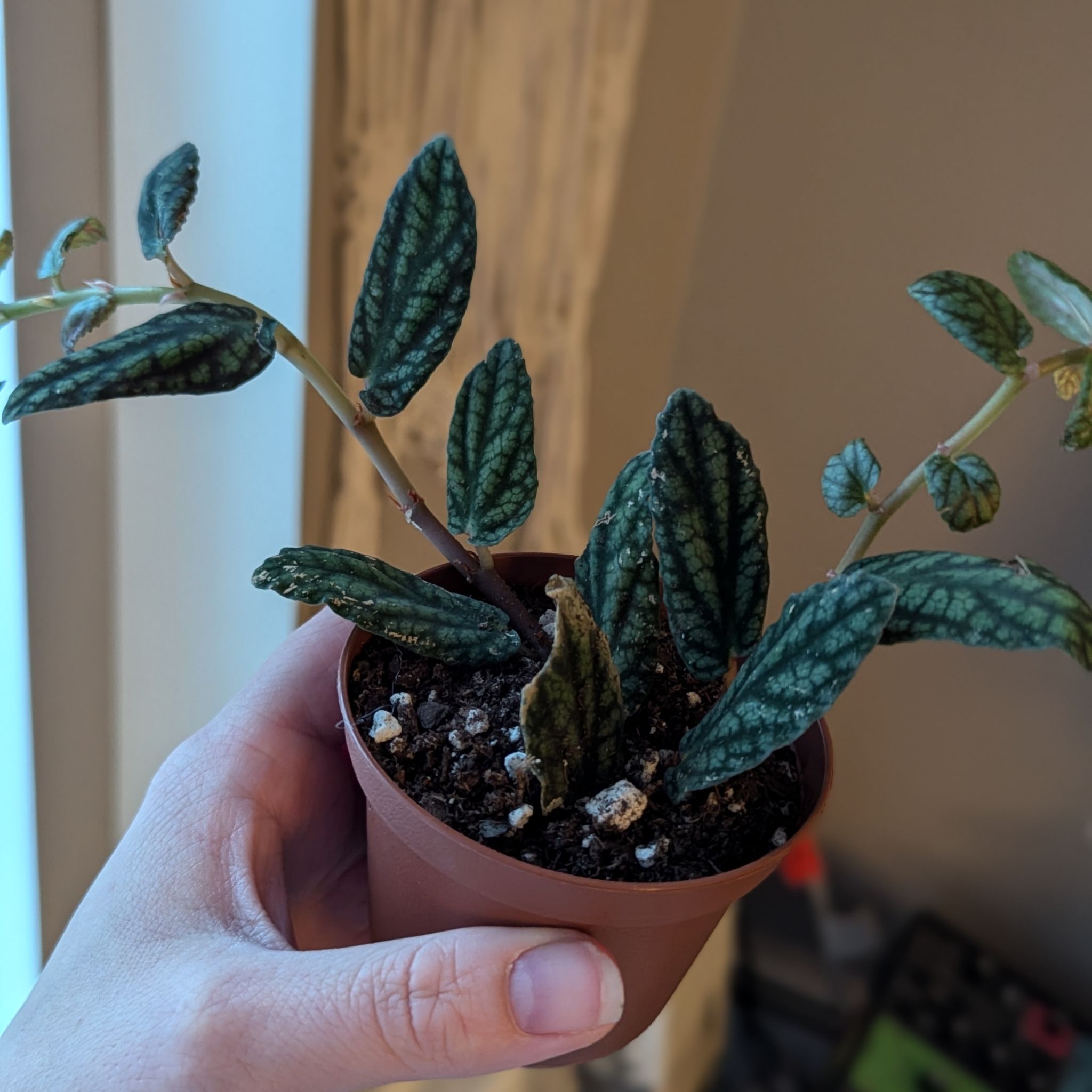 Photo of the plant species Pellonia Pulchra by @ellebeeeee named Eva on Greg, the plant care app