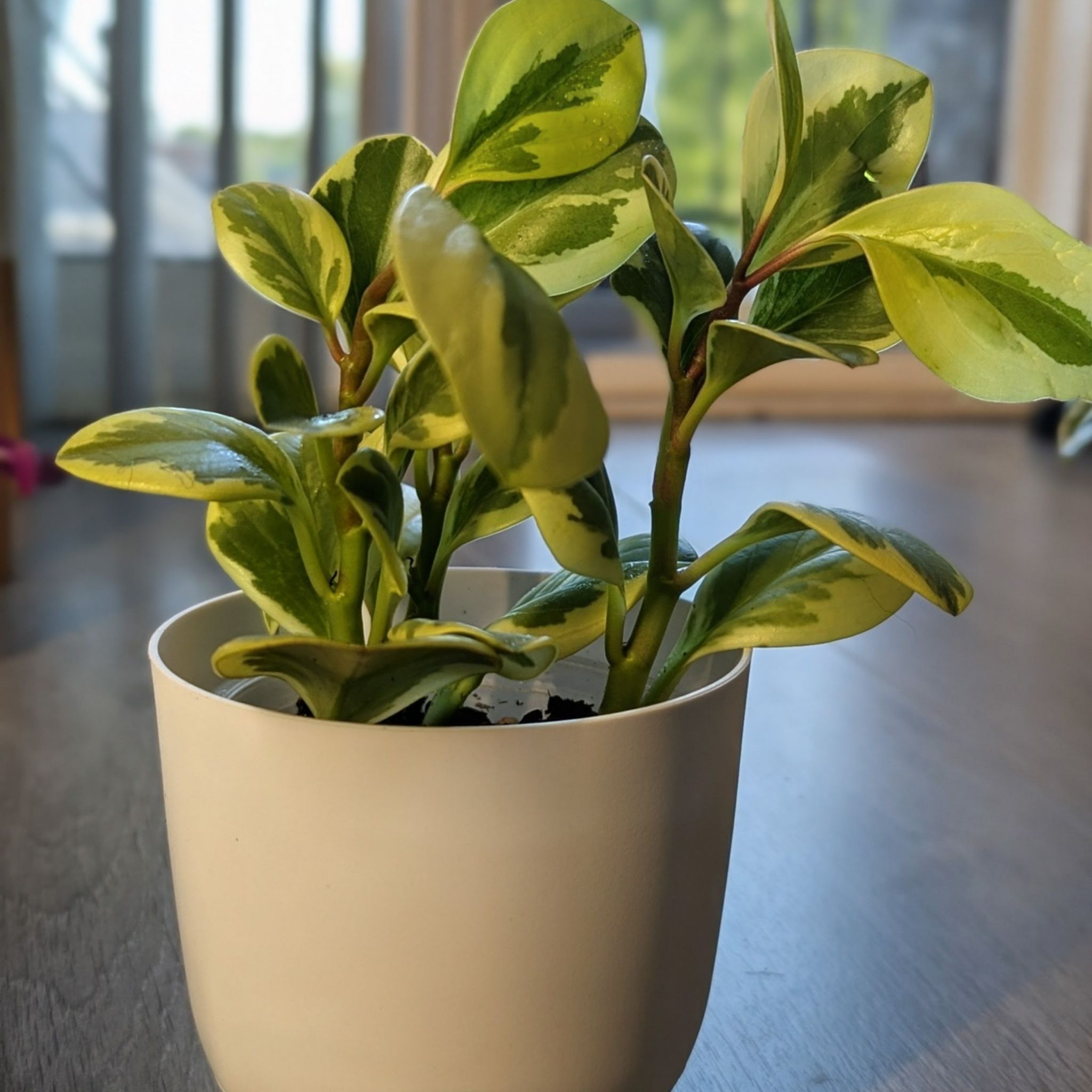 Photo of the plant species Peperomia 'Sweet and Sour™' by @ellebeeeee named Khaleesi on Greg, the plant care app