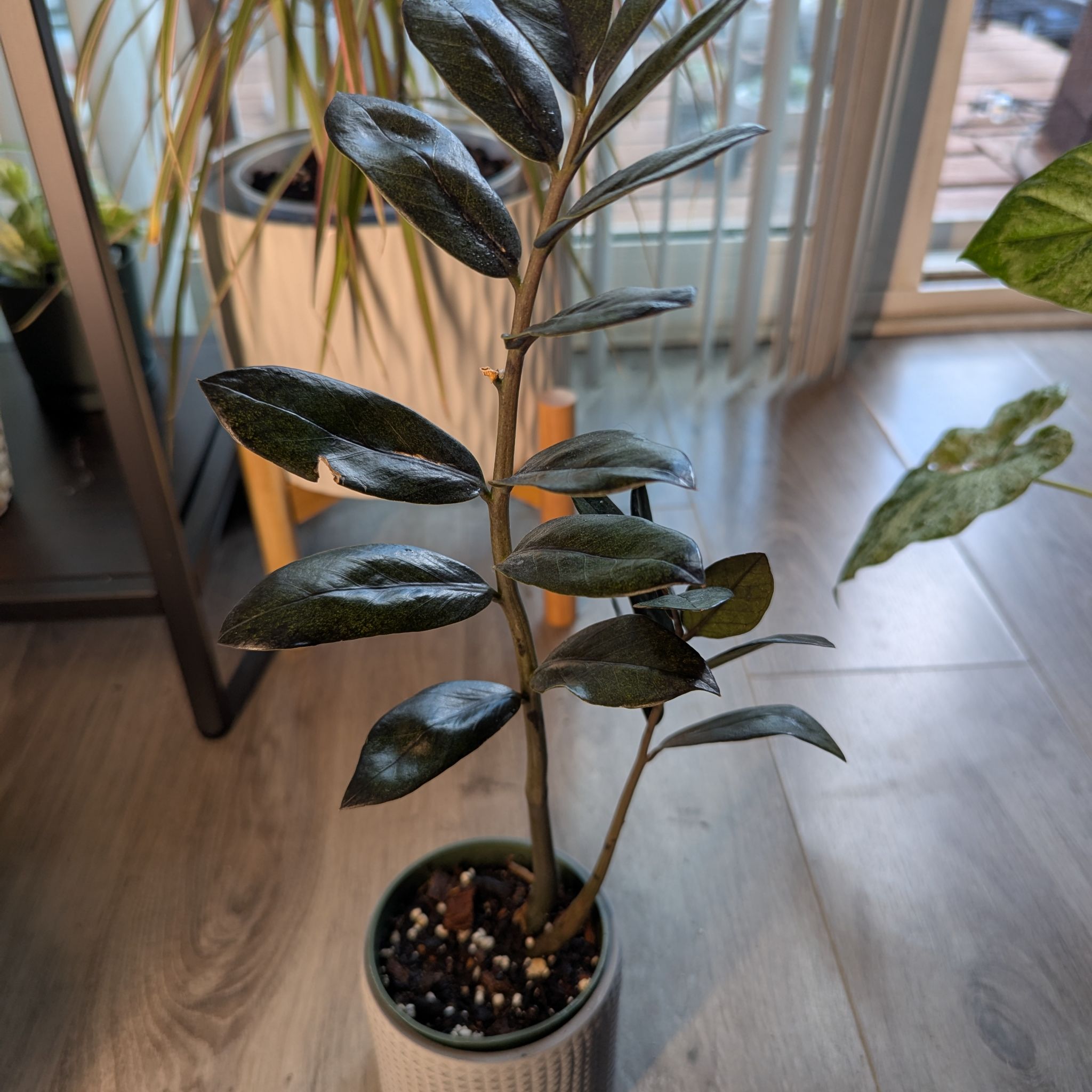 Photo of the plant species ZZ Oscura by @ellebeeeee named Walt on Greg, the plant care app
