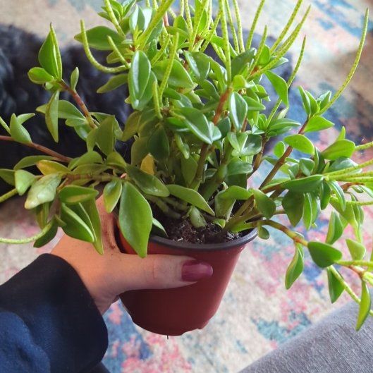 Photo of the plant species Amigo Marcello by @ellebeeeee named Ulysses S Plant on Greg, the plant care app