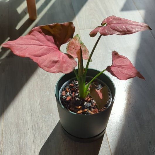 Photo of the plant species Sygonium Orm Nak by @ellebeeeee named Homer on Greg, the plant care app