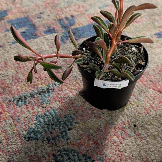 Photo of the plant species Peperomia Ruby Glow by @ellebeeeee named Rainier on Greg, the plant care app