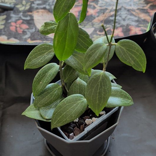Photo of the plant species Hoya fitchii by @ellebeeeee named Shakira on Greg, the plant care app