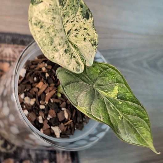 Photo of the plant species Alocasia Dragon Scale mint Verigated by @ellebeeeee named Einstein on Greg, the plant care app