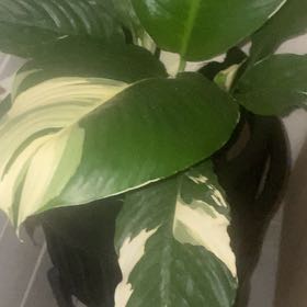 Photo of the plant species Picasso Peace Lily by @YokeAllseedflax named Sanders on Greg, the plant care app