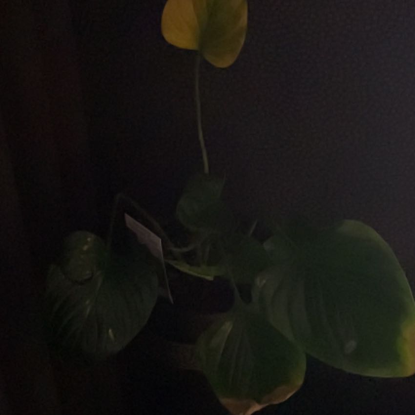 Photo of the plant species Syngonium Podophyllum Emerald Gem by @MightyMandrake named Sherlock on Greg, the plant care app