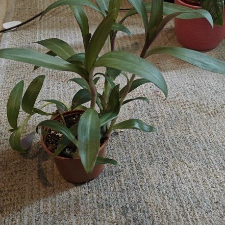 Photo of the plant species Tradescantia by @MotherSoftcane named Khaleesi on Greg, the plant care app