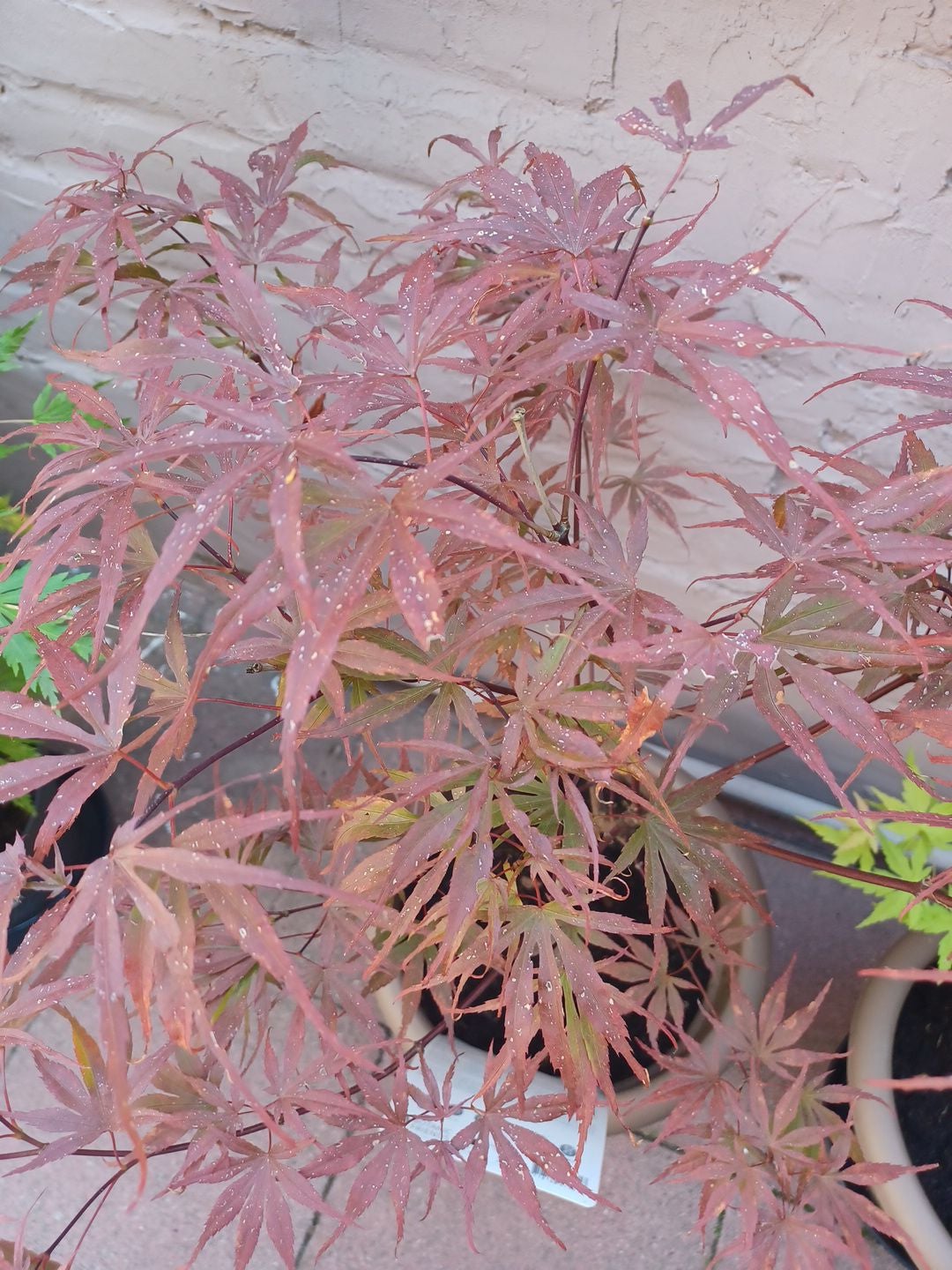 Carpinifolium Maple How Much Water & Light Does it Need to Thrive?