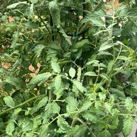 Photo of the plant species Brandywine Heirloom Tomato by @ZappyBrowallia named Ronaldo on Greg, the plant care app