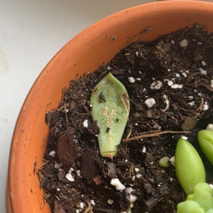 Photo of the plant species Echeveria 'Emerald Ripple' by @FairGreencoral named Steely on Greg, the plant care app