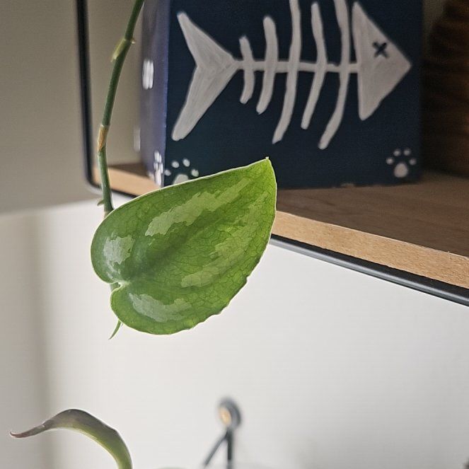 Photo of the plant species Scindapsus silver queen by @StAyTrIpPy named Lola on Greg, the plant care app